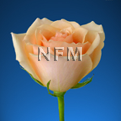 roses peach versilia